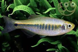 Black Danio